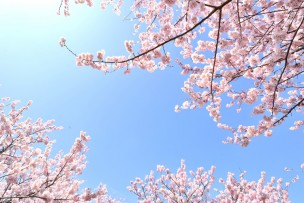 アイキャッチ：桜葬